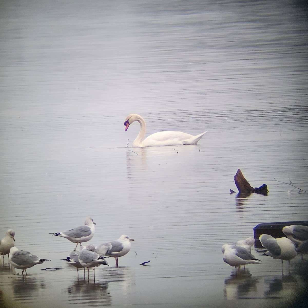 Mute Swan - ML614611855