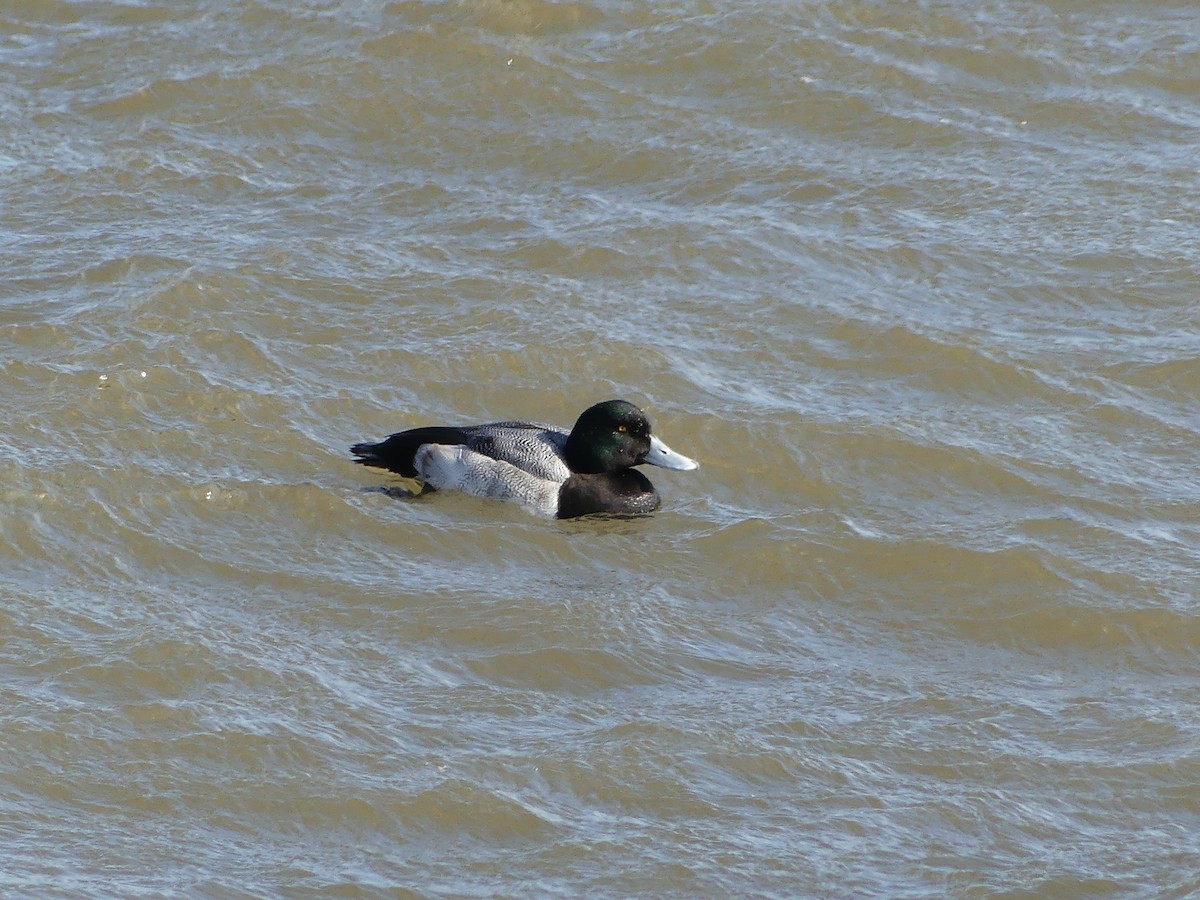 Greater Scaup - ML614611911