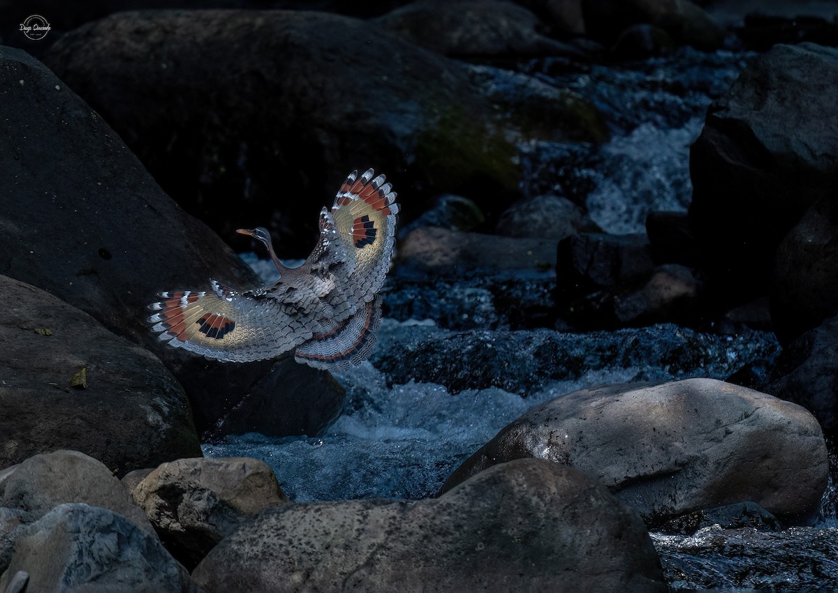 Sunbittern - ML614611913