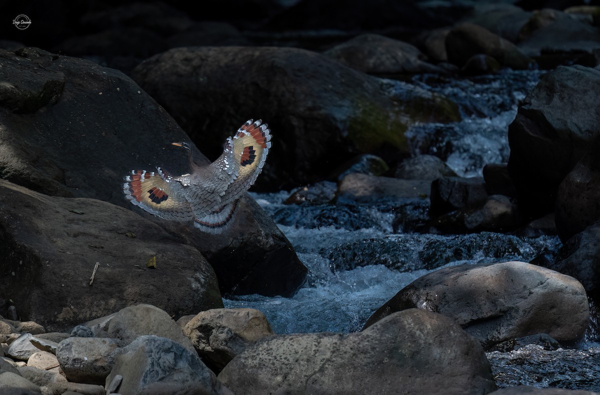 Sunbittern - ML614611915