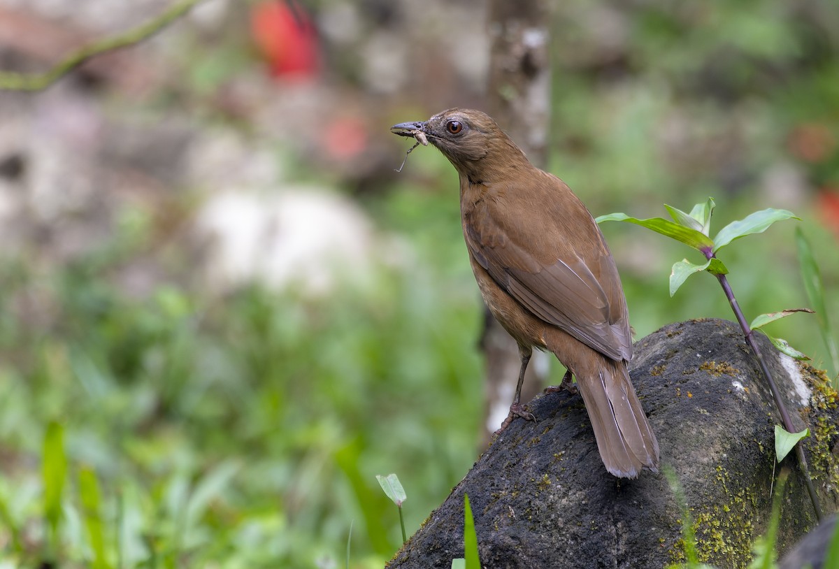 Hauxwell's Thrush - ML614611958