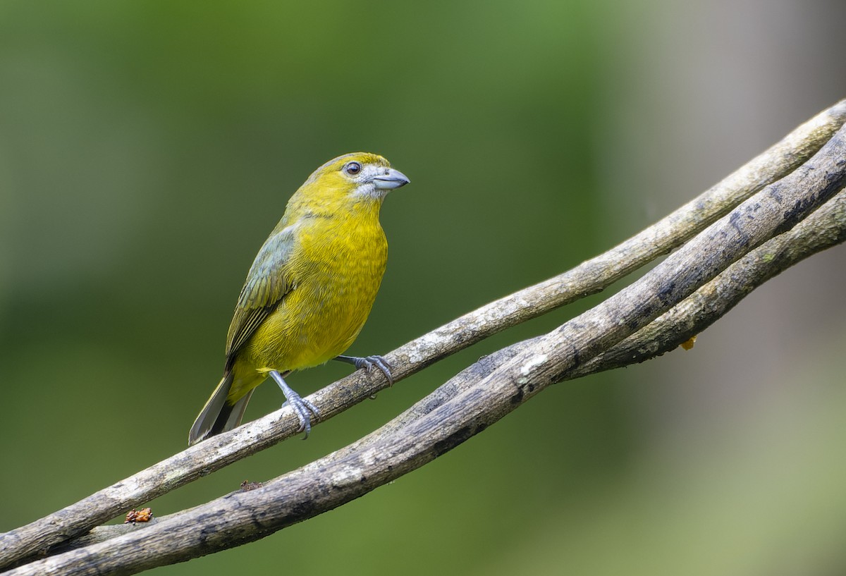 Golden-bellied Euphonia - David F. Belmonte