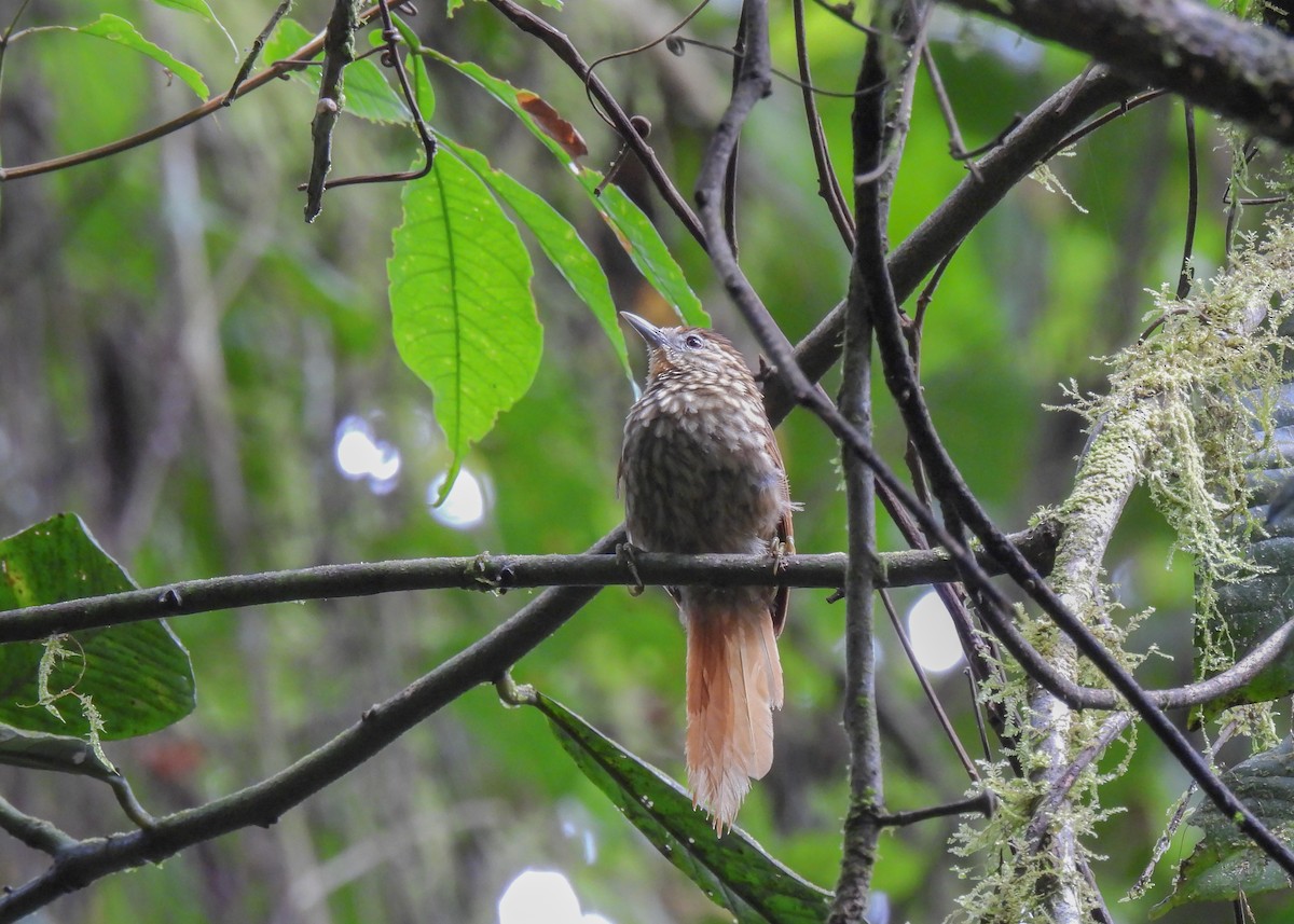 Striated Softtail - Arthur Gomes