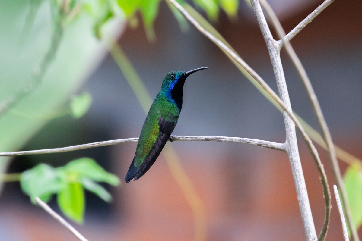 kolibřík tropický - ML614612033