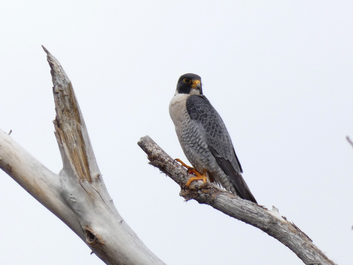 Peregrine Falcon - Paul Suchanek