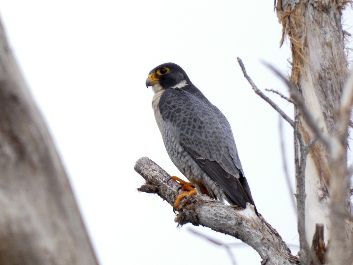 Peregrine Falcon - ML614612045