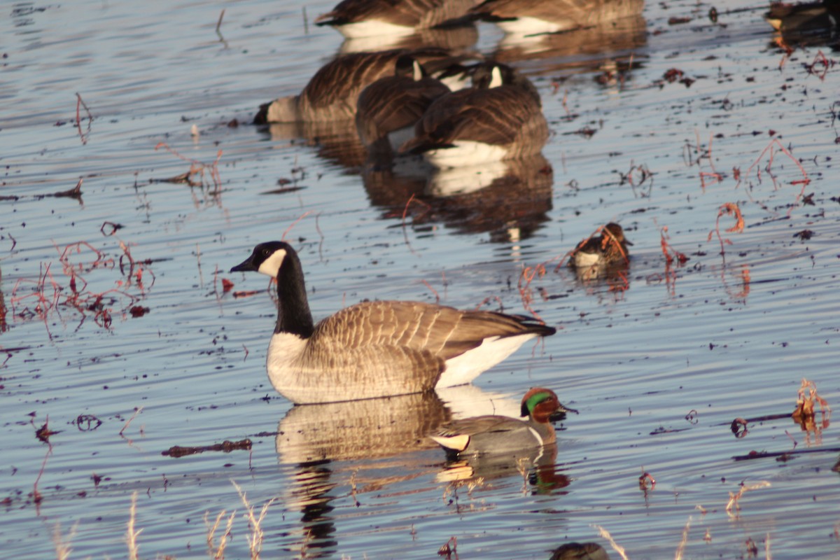 Green-winged Teal - ML614612056