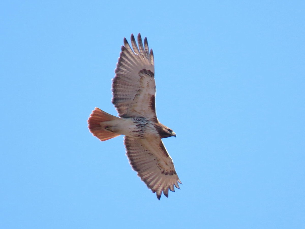 Red-tailed Hawk - ML614612093