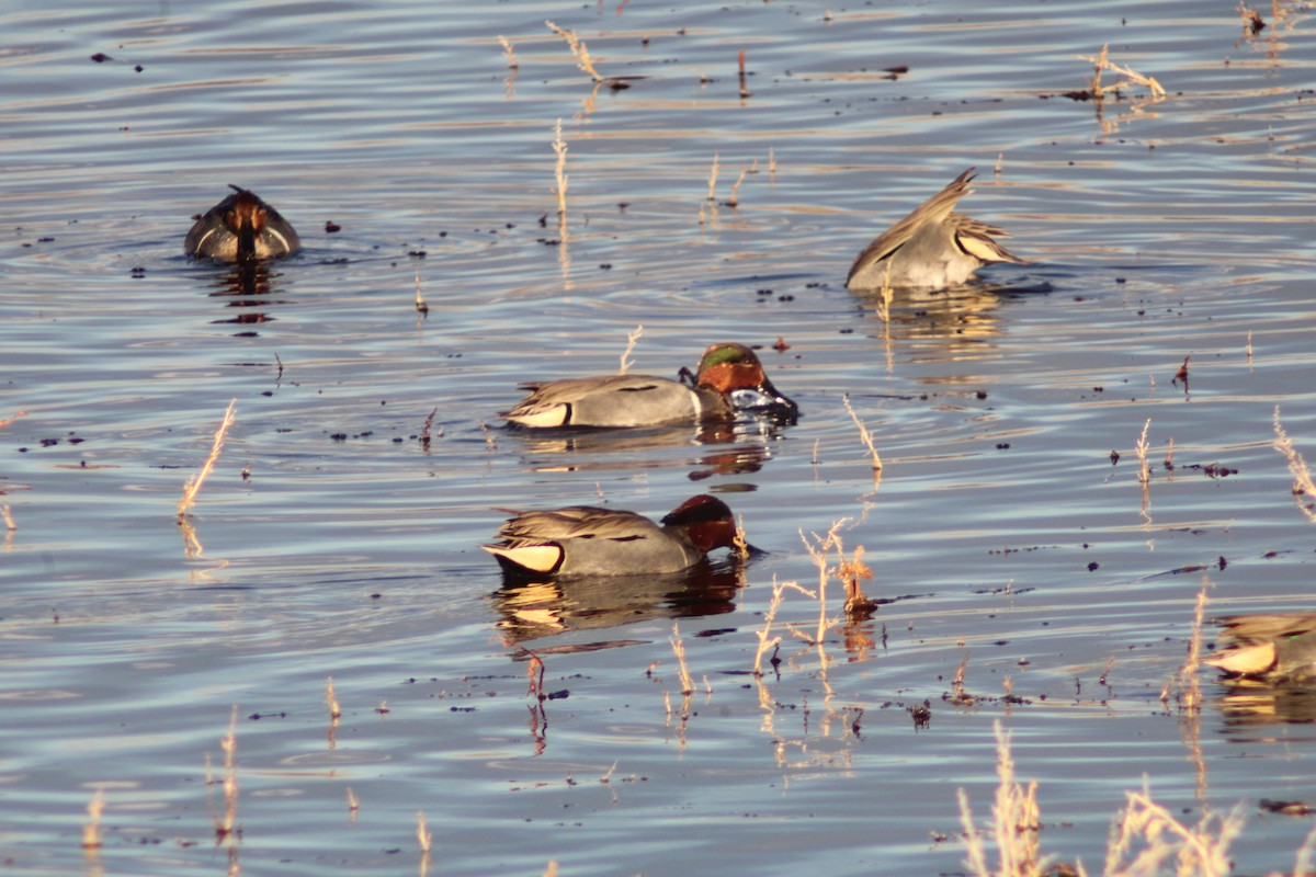 Green-winged Teal - ML614612145