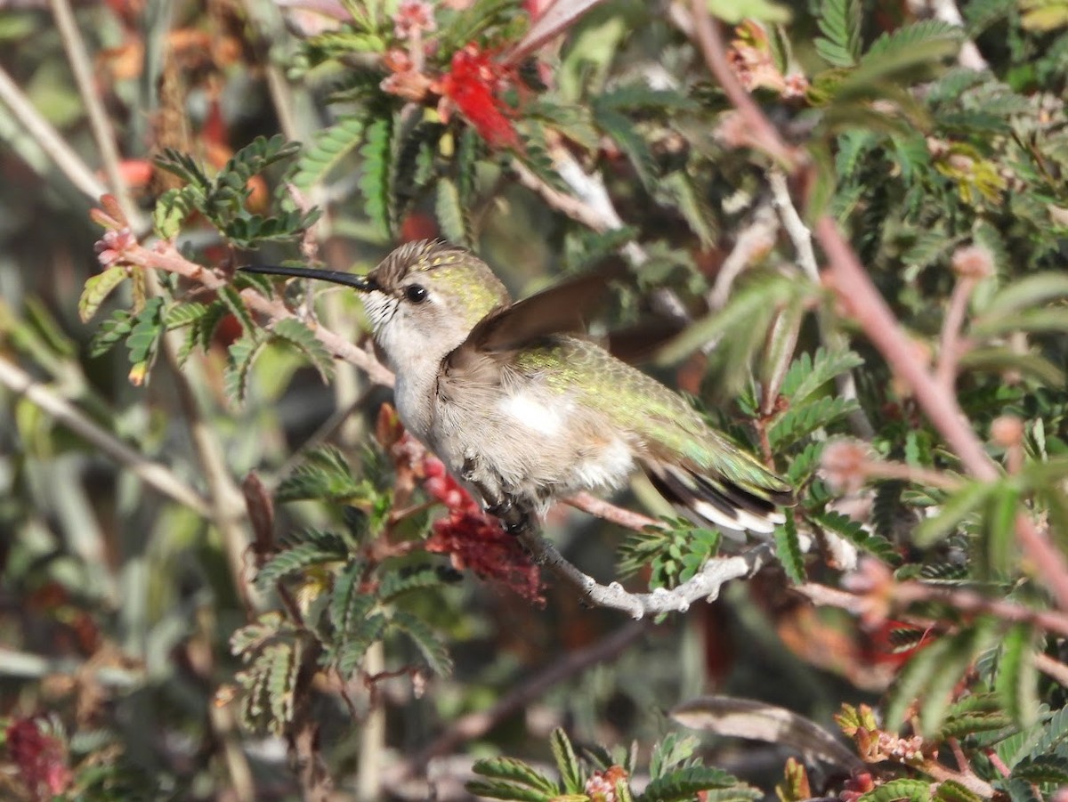 ørkenkolibri - ML614612242