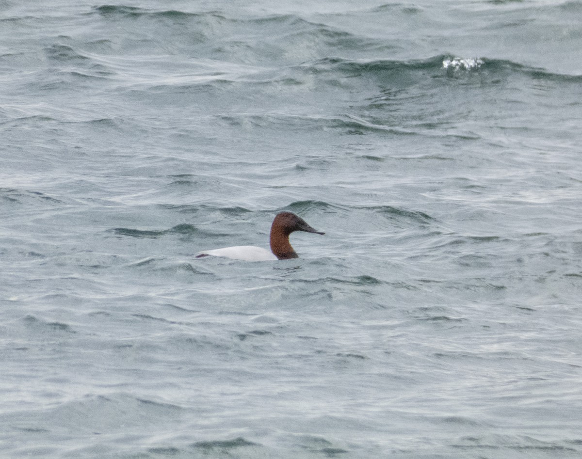 Canvasback - ML614612250