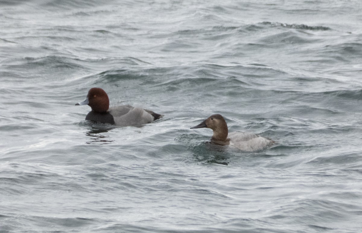 Canvasback - ML614612251