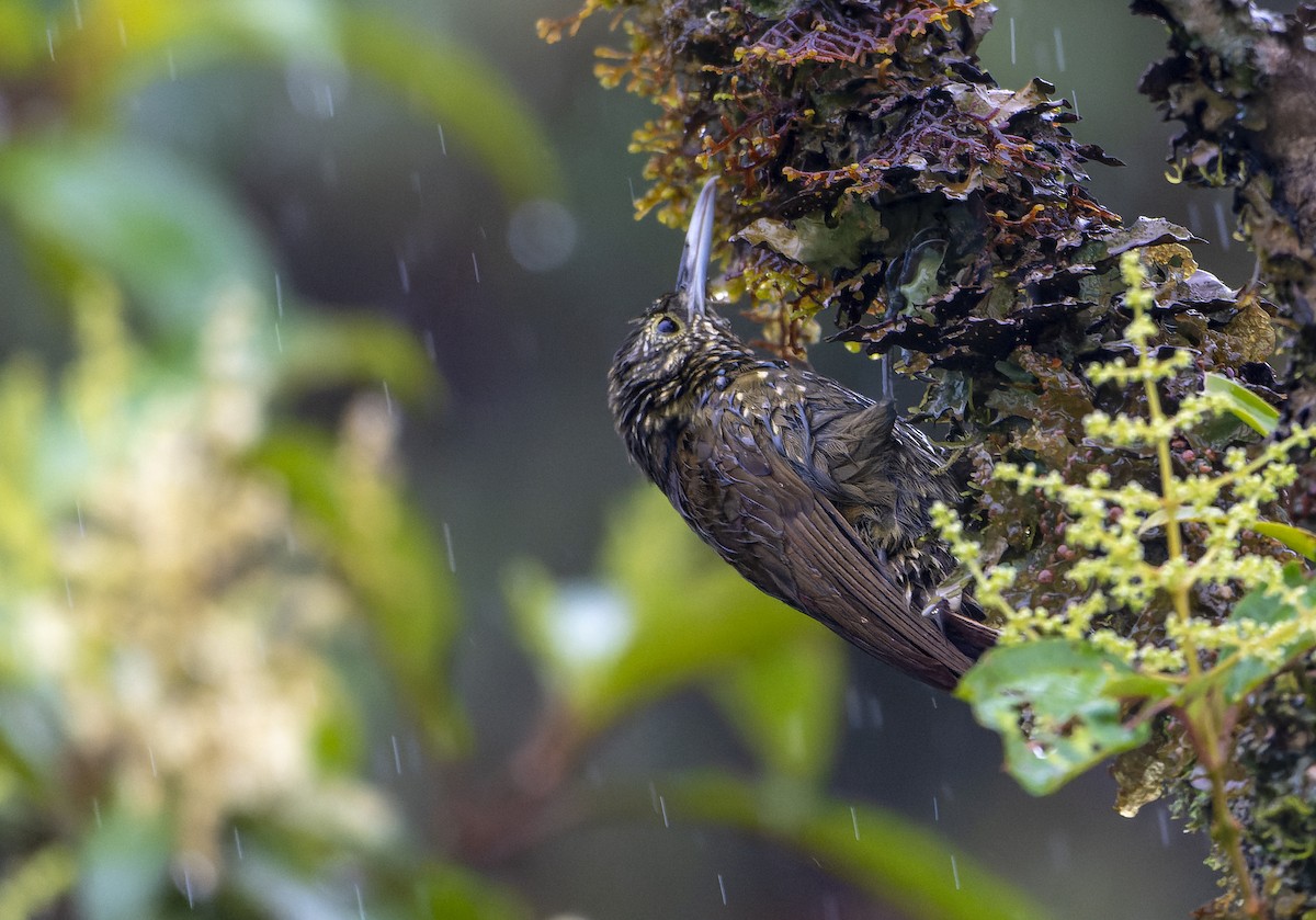 Olive-backed Woodcreeper - ML614612321