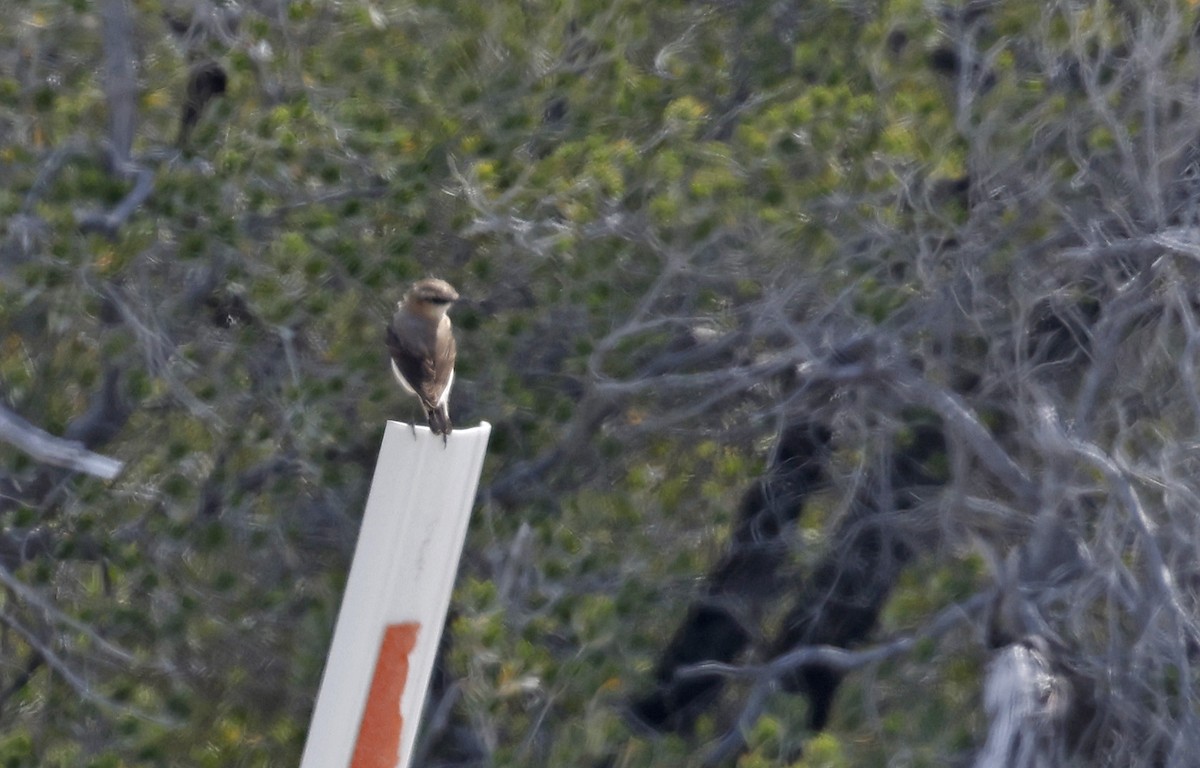 Northern Wheatear - ML614612387