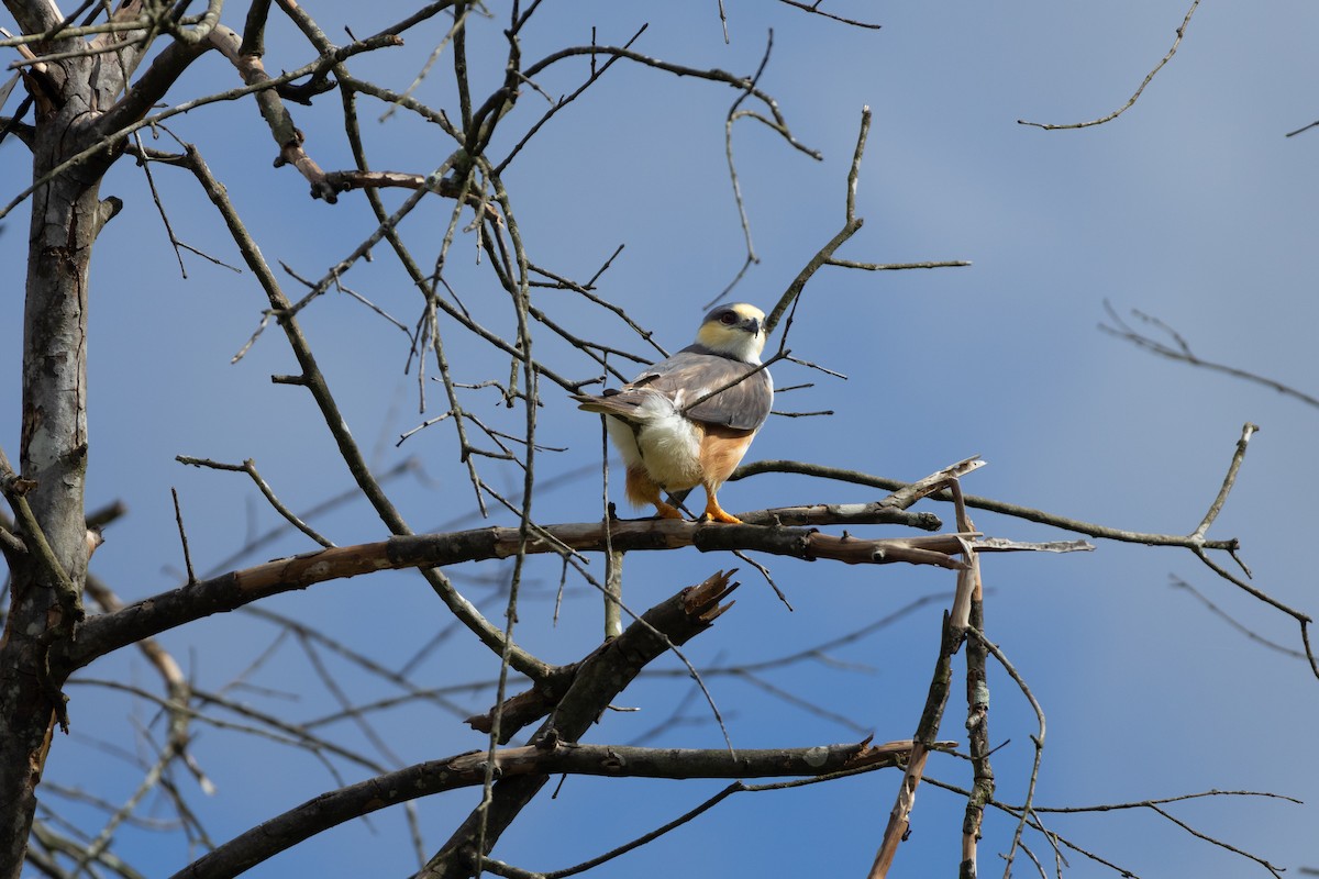 Pearl Kite - Fraser Bell - Birding Ecotours
