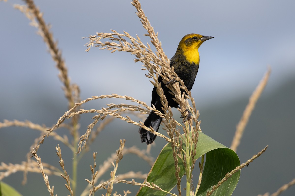 Yellow-hooded Blackbird - Fraser Bell - Birding Ecotours