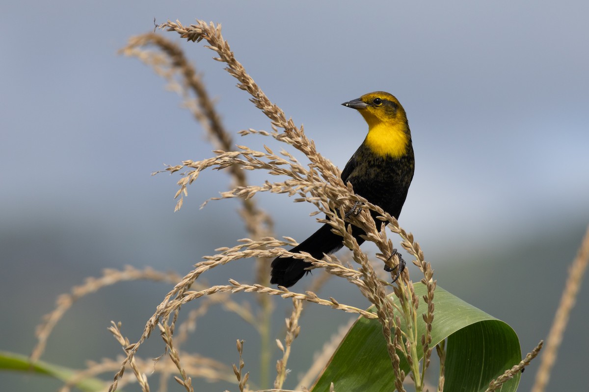Yellow-hooded Blackbird - Fraser Bell