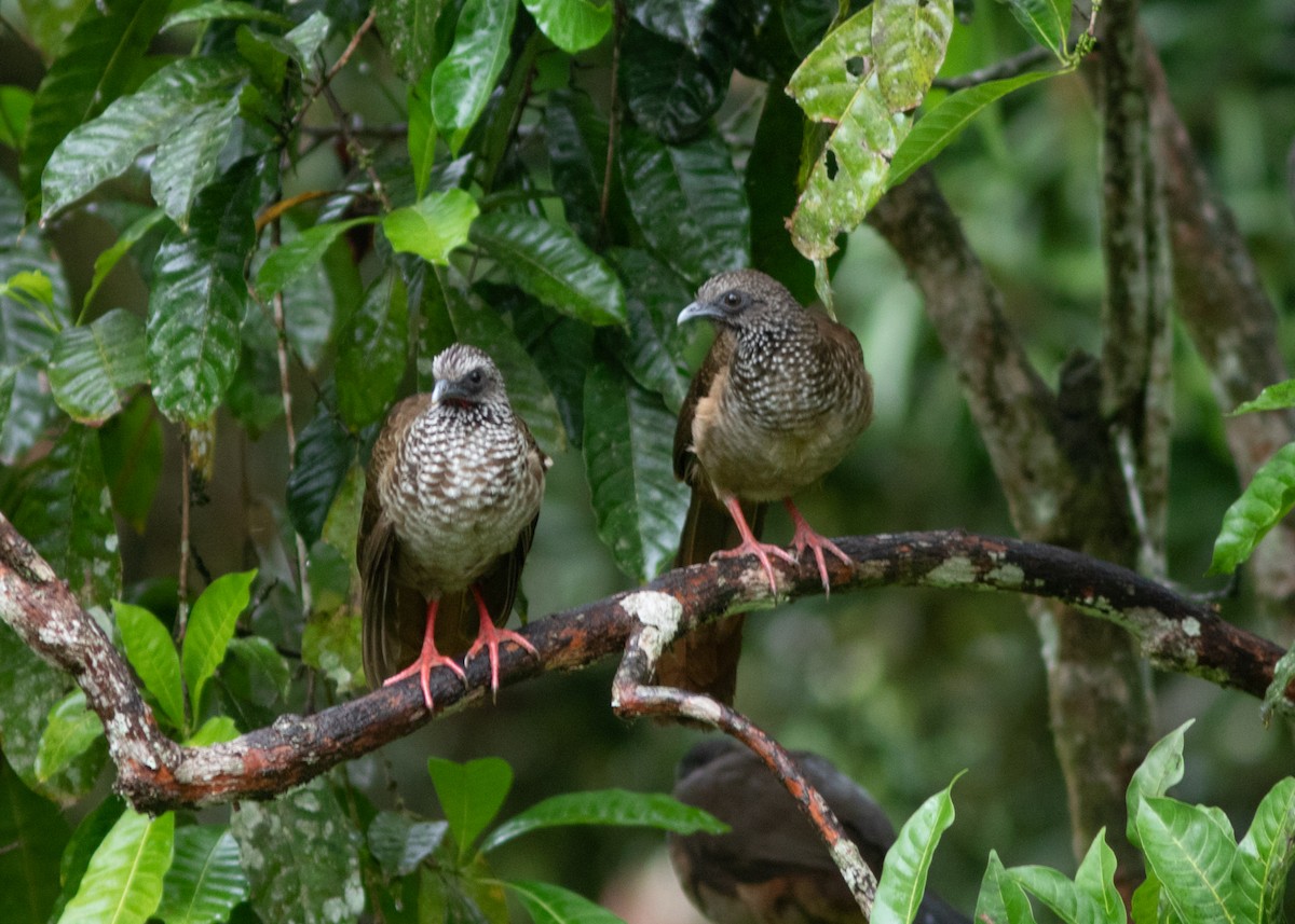 Chachalaca Moteada (guttata/subaffinis) - ML614612543