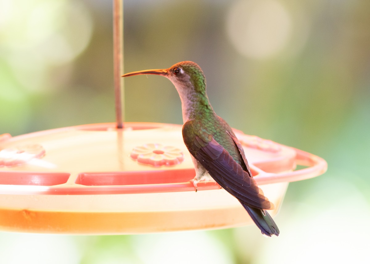 Gray-breasted Sabrewing (obscurus) - Silvia Faustino Linhares