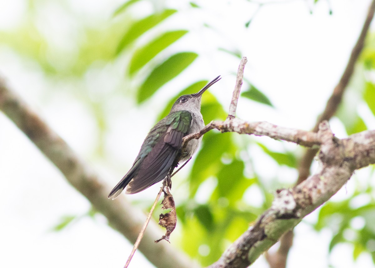 Gray-breasted Sabrewing (obscurus) - ML614612588