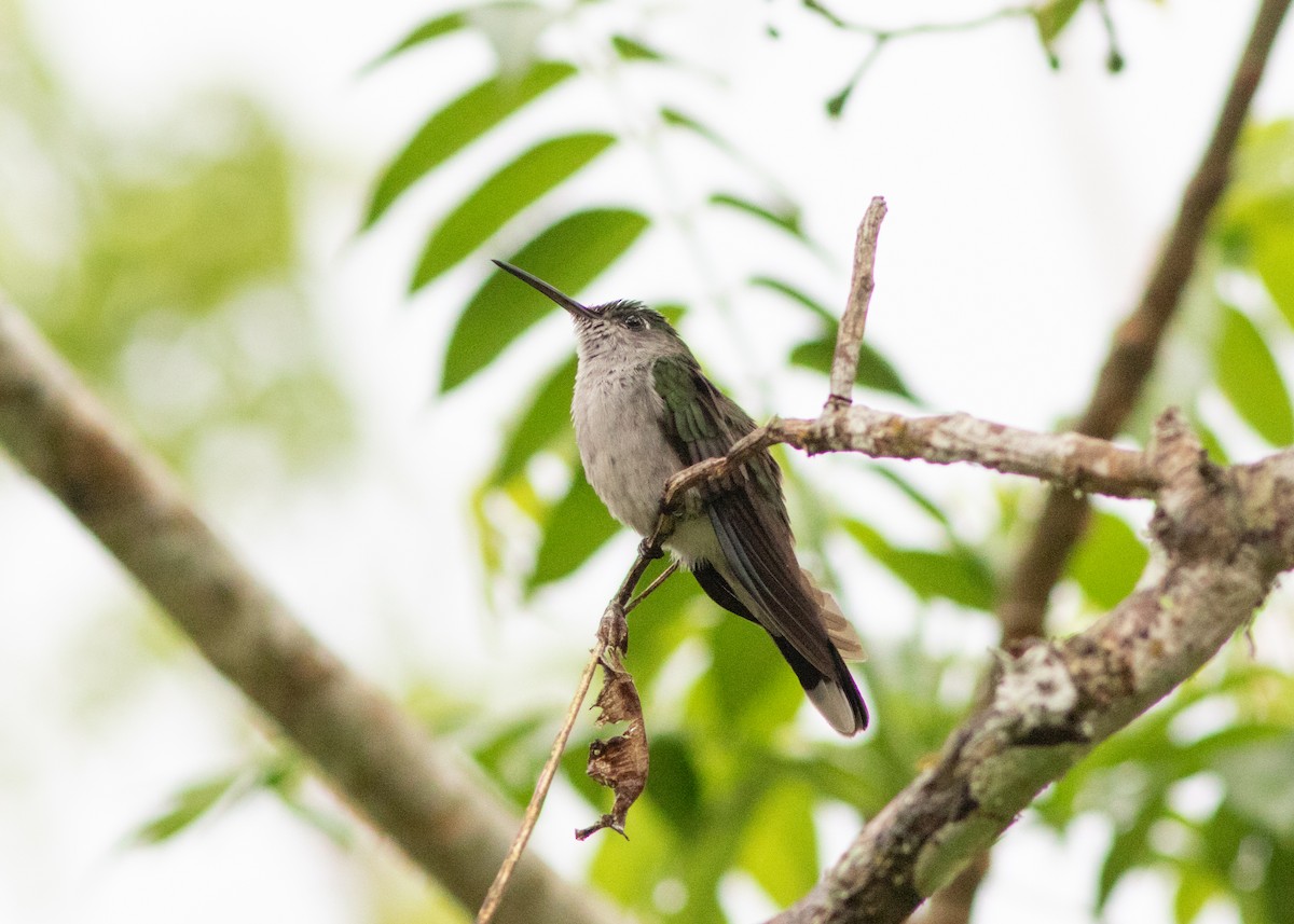 Gray-breasted Sabrewing (obscurus) - ML614612591