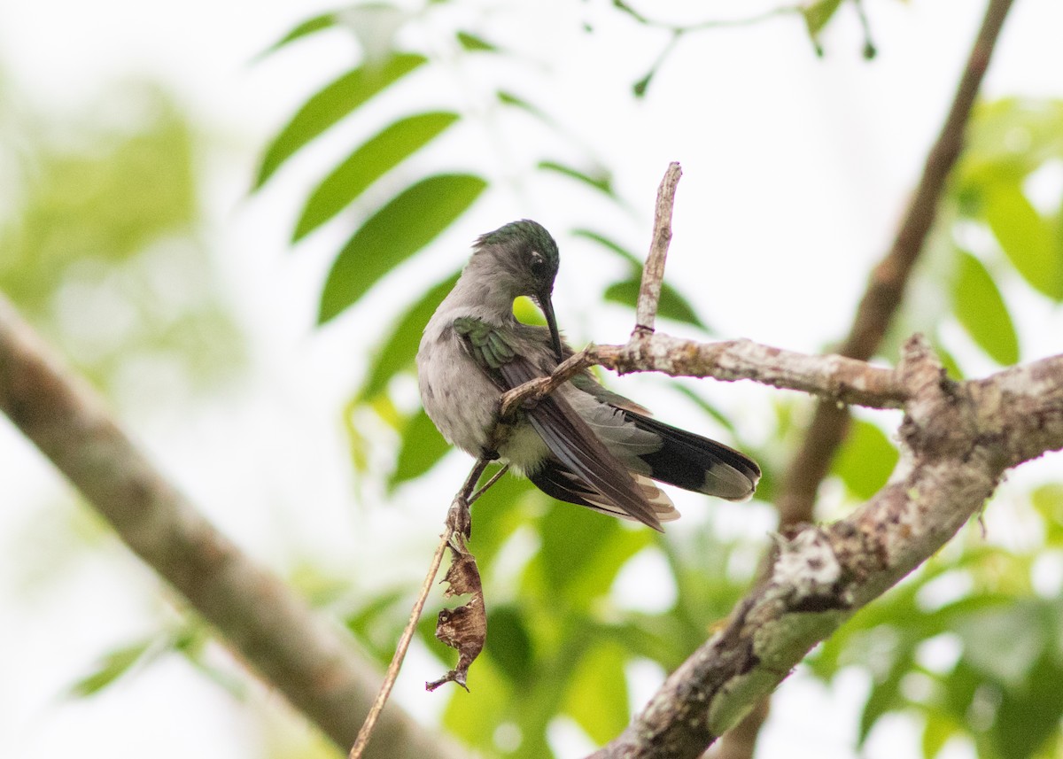 Gray-breasted Sabrewing (obscurus) - ML614612592