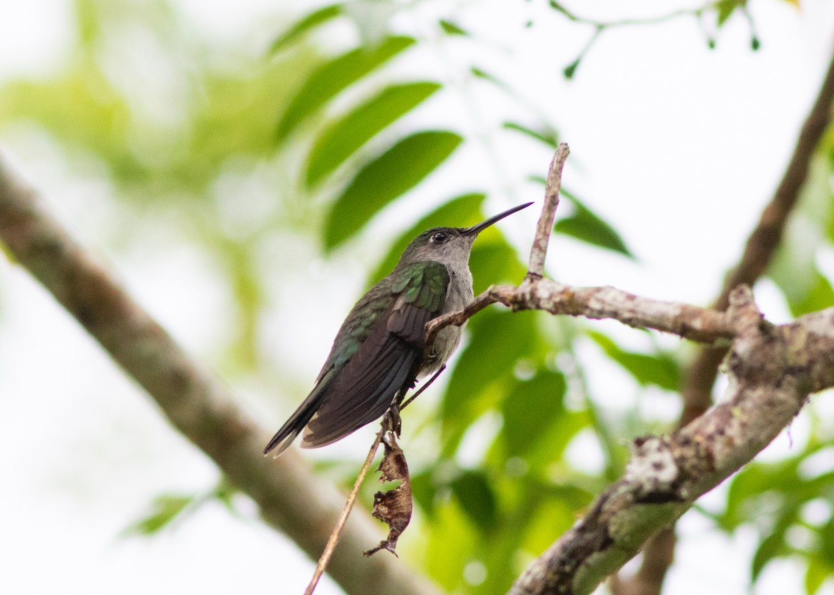 Gray-breasted Sabrewing (obscurus) - ML614612593