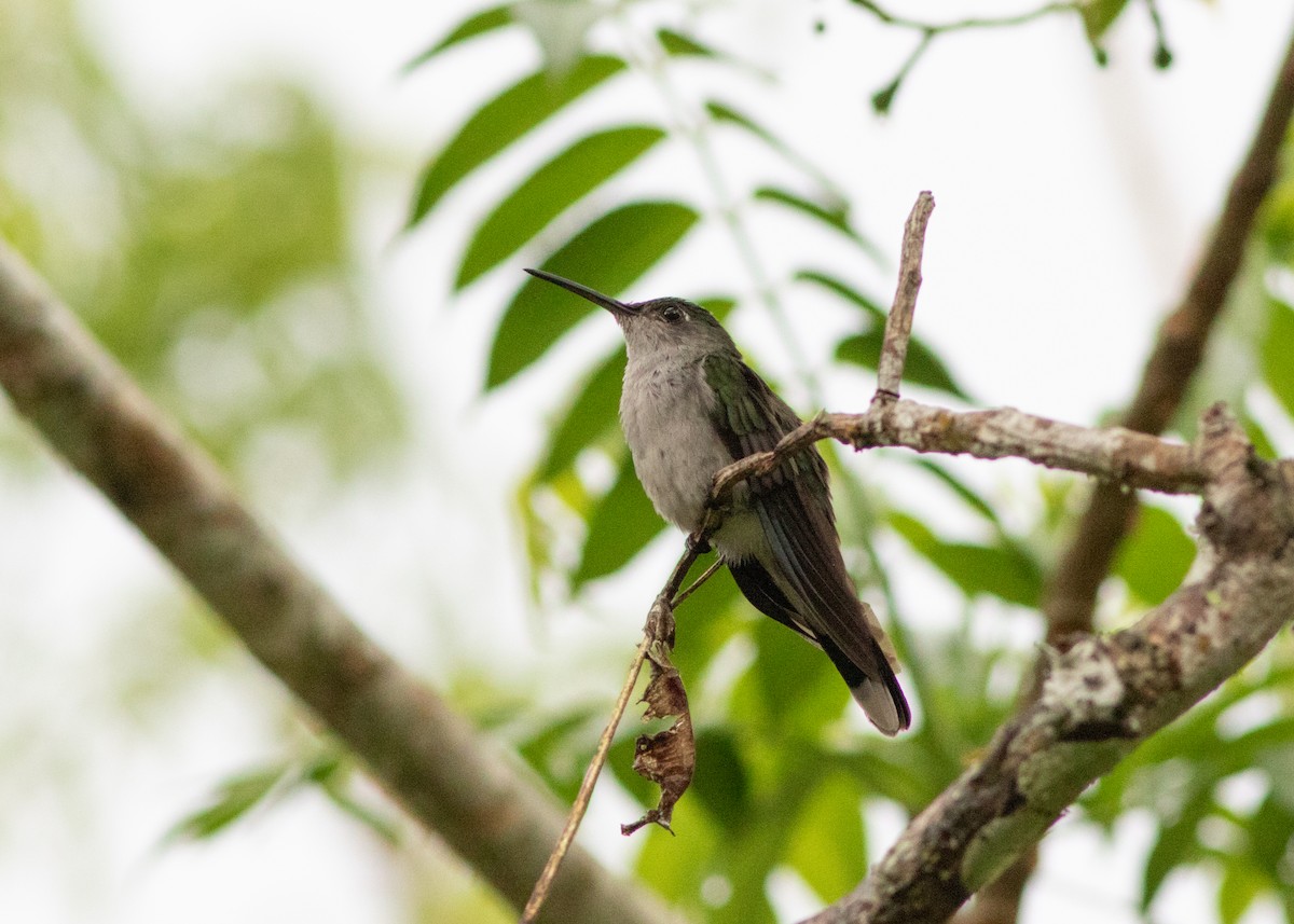 Gray-breasted Sabrewing (obscurus) - ML614612595