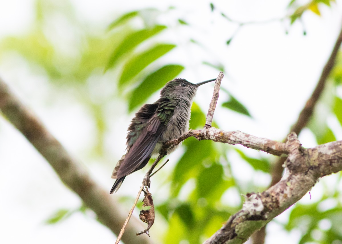 Gray-breasted Sabrewing (obscurus) - ML614612596