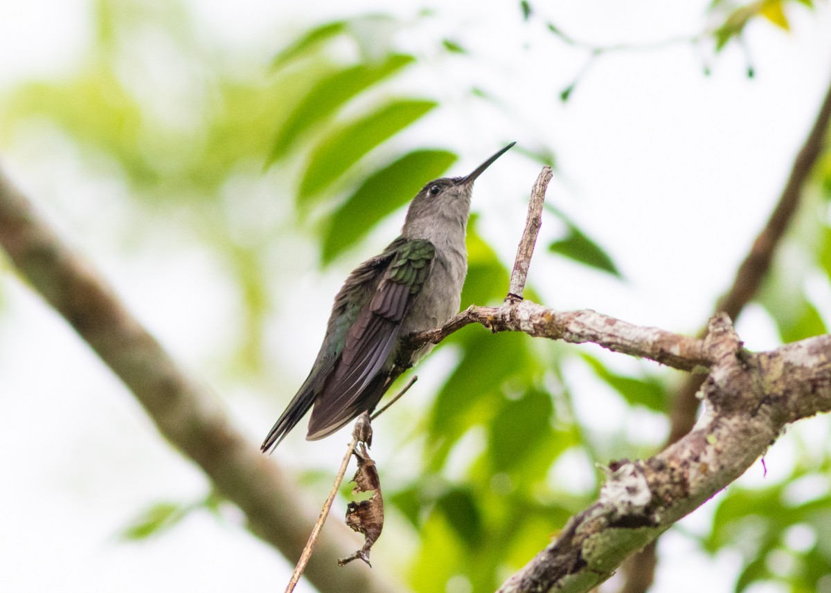 Gray-breasted Sabrewing (obscurus) - ML614612597