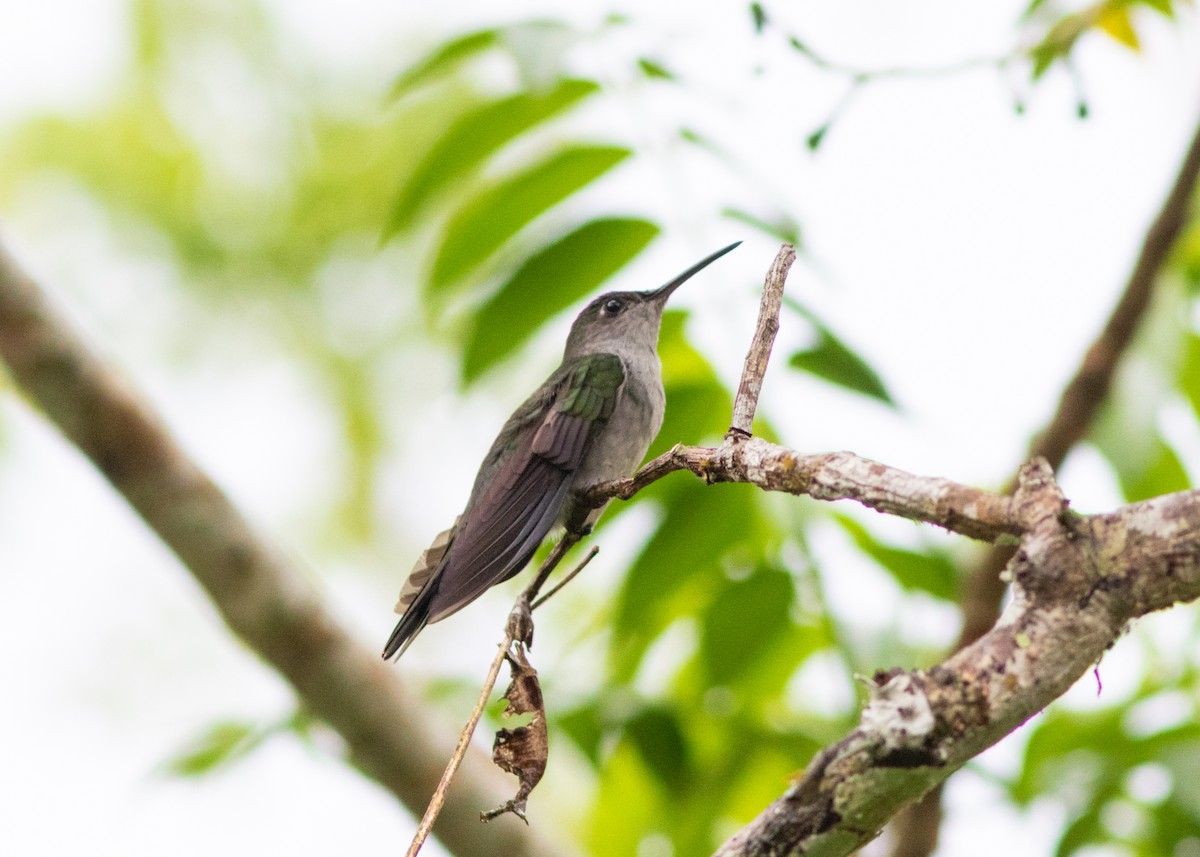 Gray-breasted Sabrewing (obscurus) - ML614612598