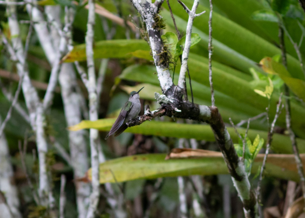 Gray-breasted Sabrewing (obscurus) - ML614612599