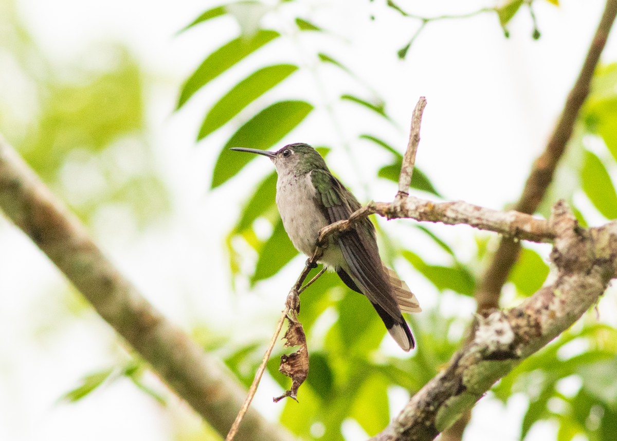 Gray-breasted Sabrewing (obscurus) - ML614612600