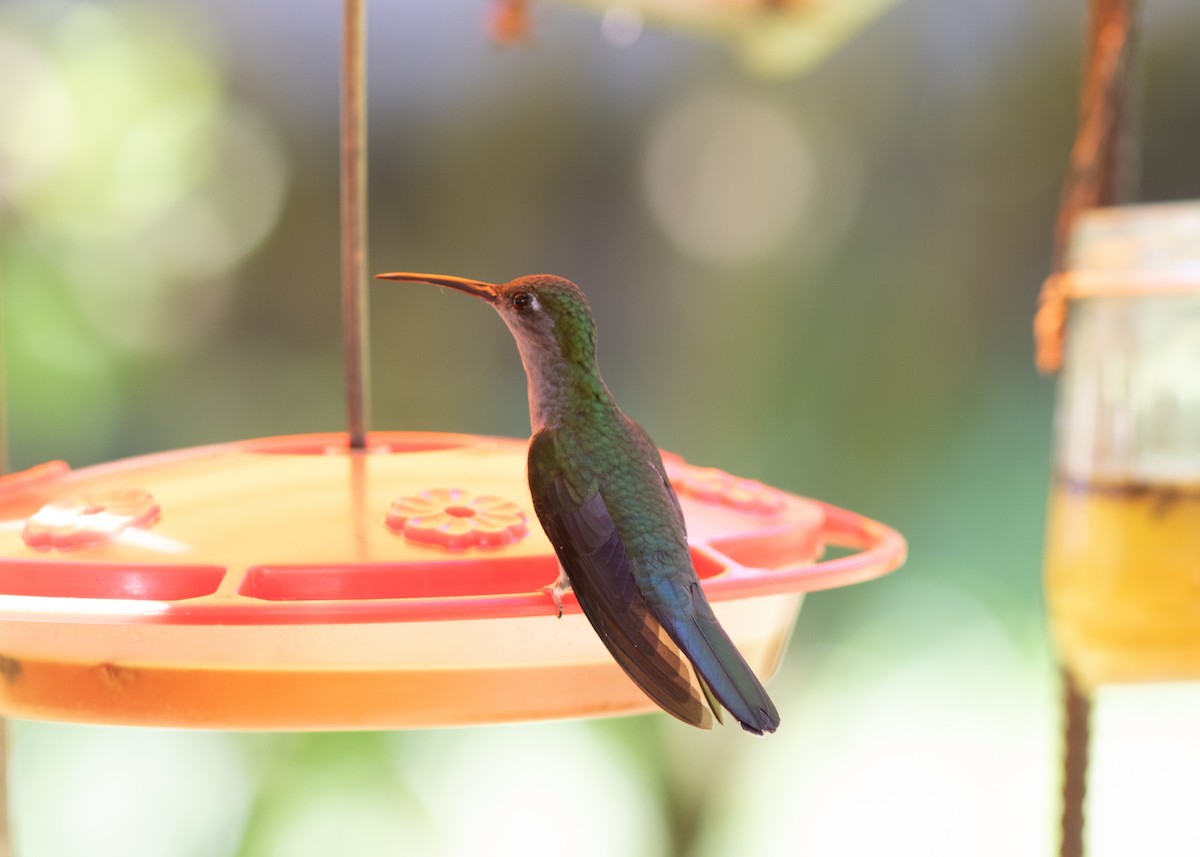 Gray-breasted Sabrewing (obscurus) - ML614612601