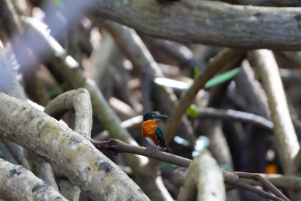 American Pygmy Kingfisher - ML614612624