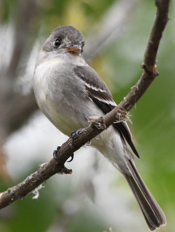 Tumbes Pewee - Steve Davis