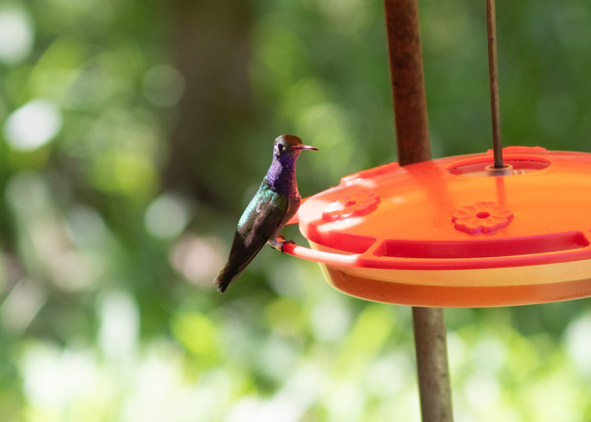 kolibřík safírový - ML614612674