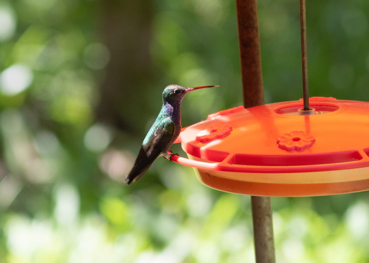 kolibřík safírový - ML614612675