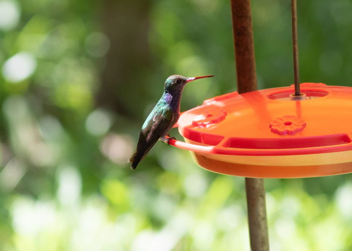 kolibřík safírový - ML614612676