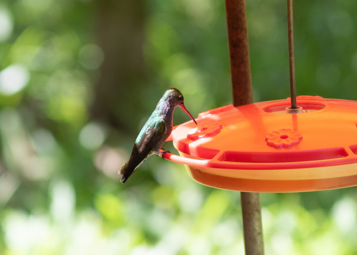 kolibřík safírový - ML614612677