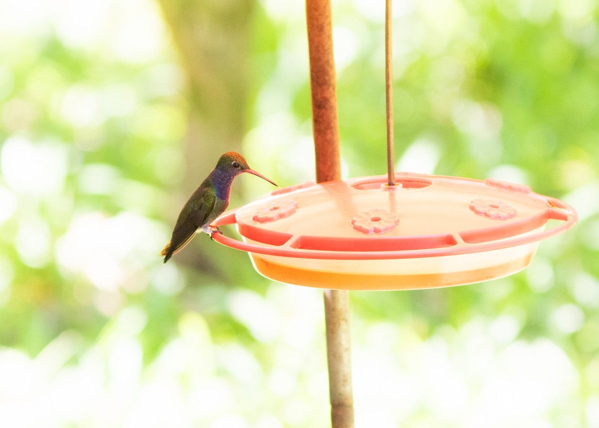 kolibřík safírový - ML614612678