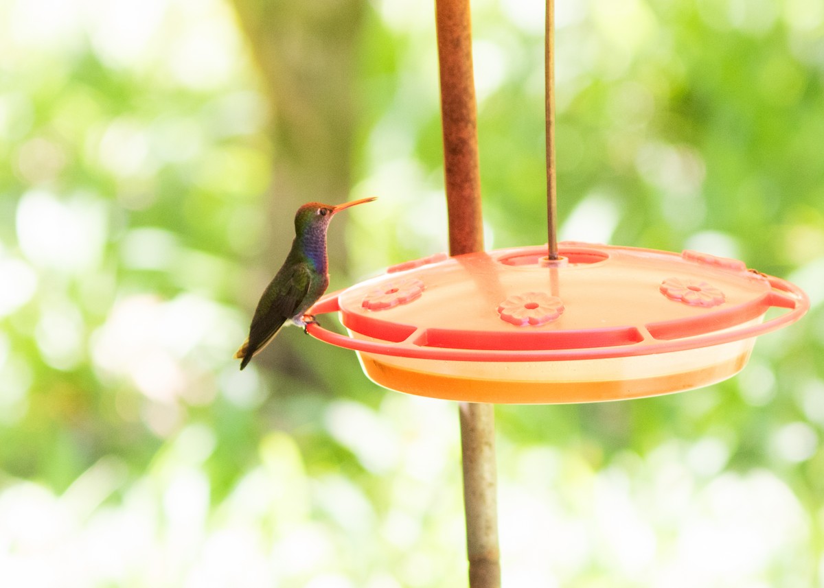 kolibřík safírový - ML614612680