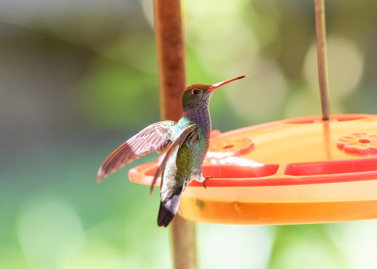 kolibřík safírový - ML614612682