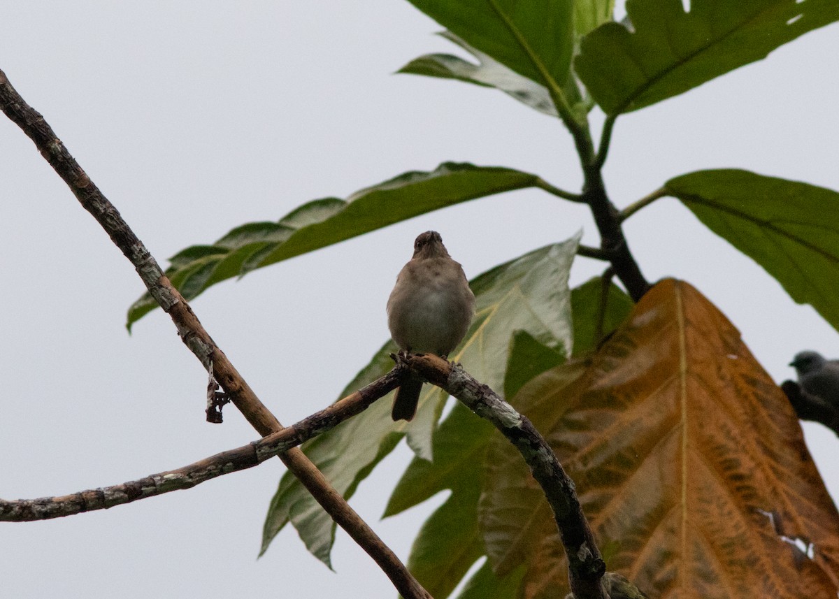 Black-billed Thrush (Amazonian) - ML614612695