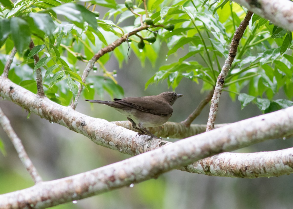 Black-billed Thrush (Amazonian) - ML614612696