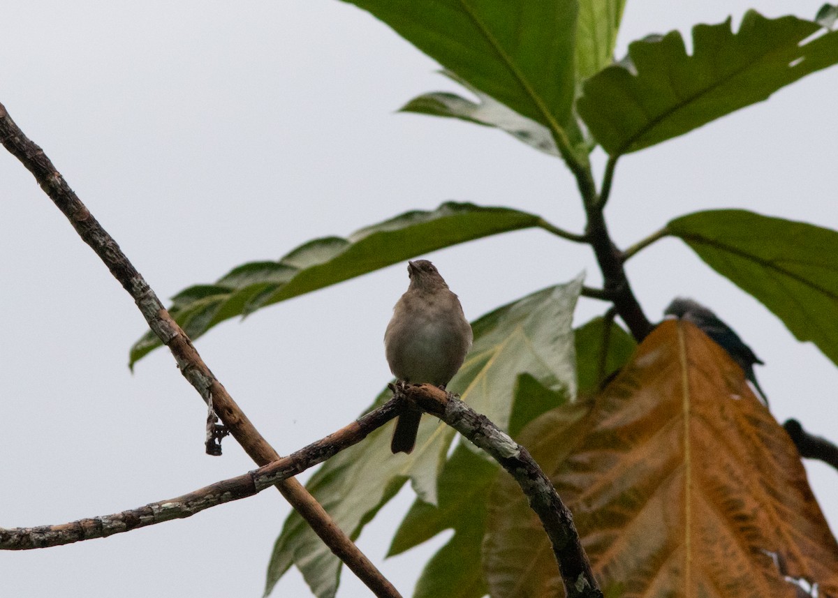 Black-billed Thrush (Amazonian) - ML614612698