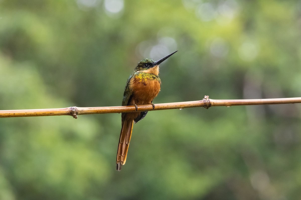 Rufous-tailed Jacamar - ML614612716