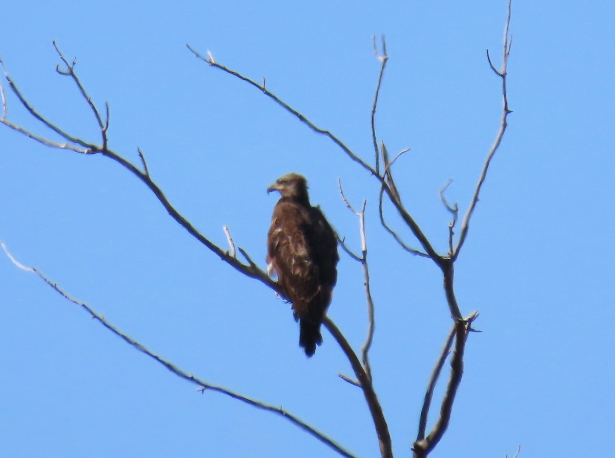 Ak Başlı Kartal - ML614612773