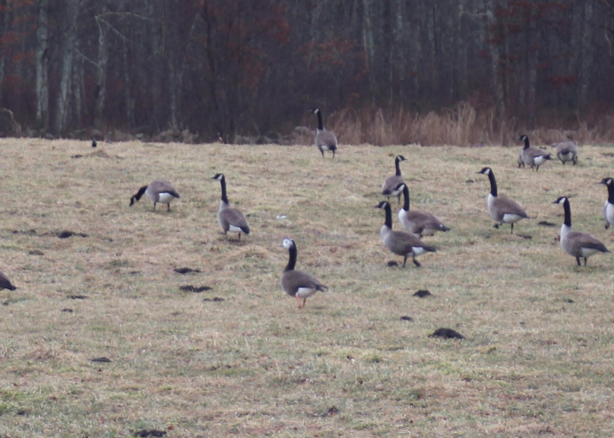 Domestic goose sp. x Canada Goose (hybrid) - ML614612805