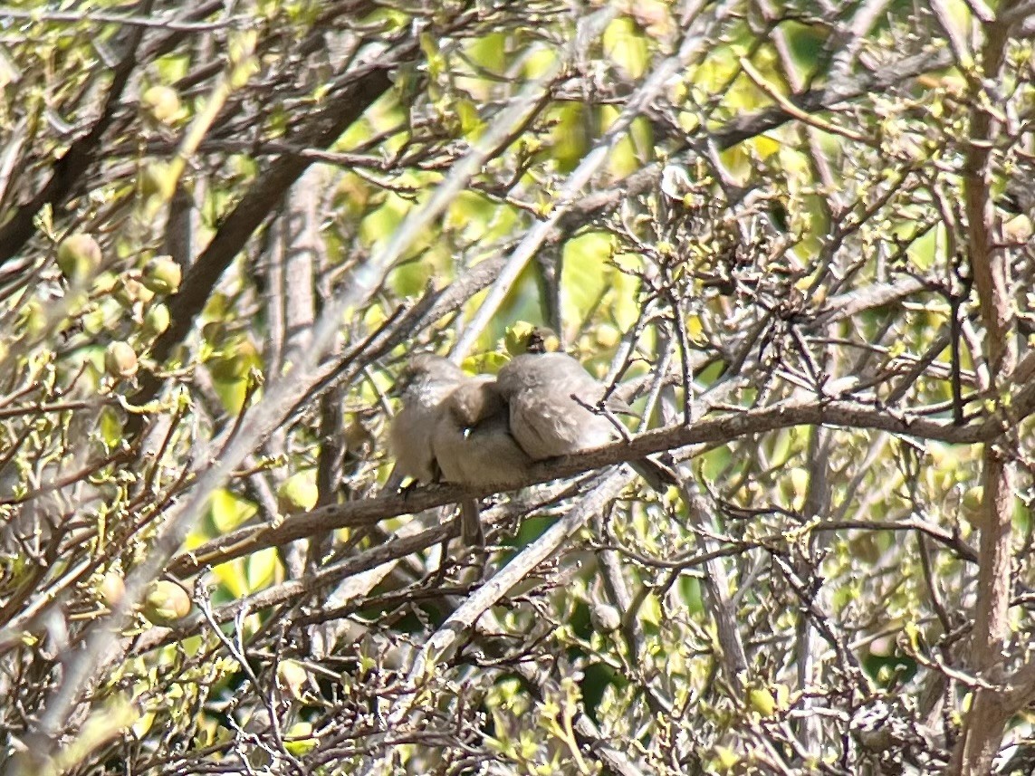 Bushtit - ML614612809